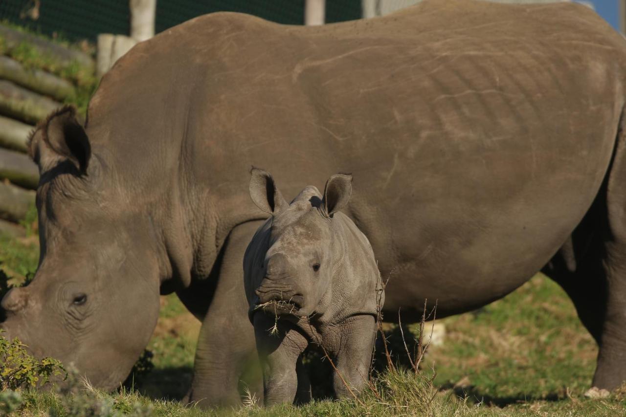 فيلا بورت اليزابيثفي Kragga Kamma Game Park المظهر الخارجي الصورة