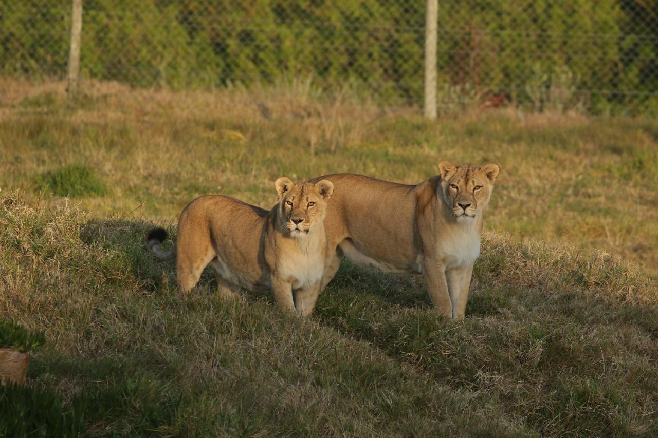 فيلا بورت اليزابيثفي Kragga Kamma Game Park المظهر الخارجي الصورة