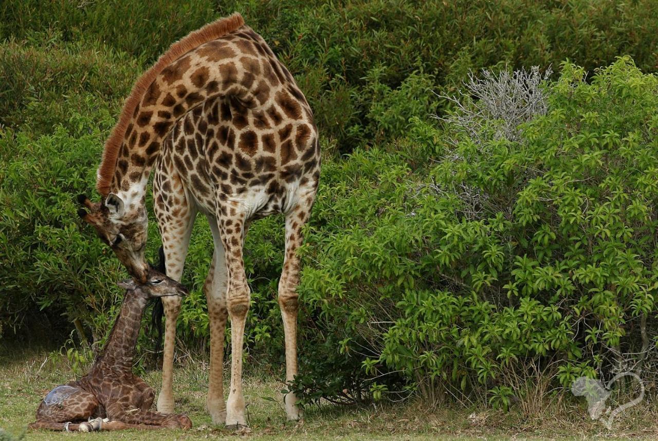 فيلا بورت اليزابيثفي Kragga Kamma Game Park المظهر الخارجي الصورة